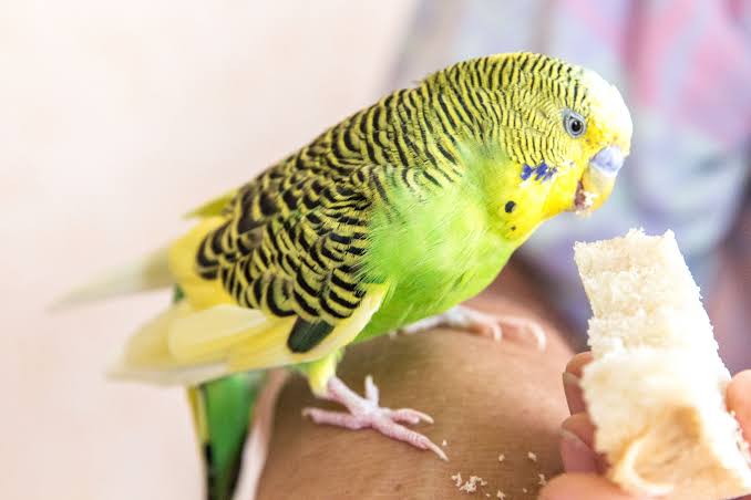 How to choose the perfect pet bird